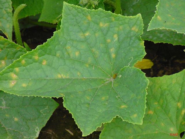 Cucumber